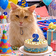 Whiskey is registered to the contest to win money with this photo: balloons, birthday, cake, candle, cat, celebration, colorful, confetti, cookies, cute, decorations, festive, fluffy_cat, indoor, orange_cat, party_hat, pet, plate, present, table