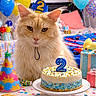 Whiskey joined the competition — help win amazing prizes! balloons, birthday_cake, birthday_party, candle, cat, celebration, colorful, confetti, cookies, cream_color, cute, festive, fluffy_cat, gifts, indoor, number_two, party_hat, pet, sprinkles, table
