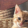 kitten, cat, orange_tabby, feline, pet, cute, close_up, basket, woven_basket, paws, fur, resting, indoor, curious, young, animal, whiskers, ears, soft, cozy