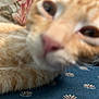 cat, orange_tabby, close_up, blurry, fabric, pattern, flower_pattern, pet, animal, fur, whiskers, nose, eye, resting, indoor, soft, cute, feline, domestic_cat, blur