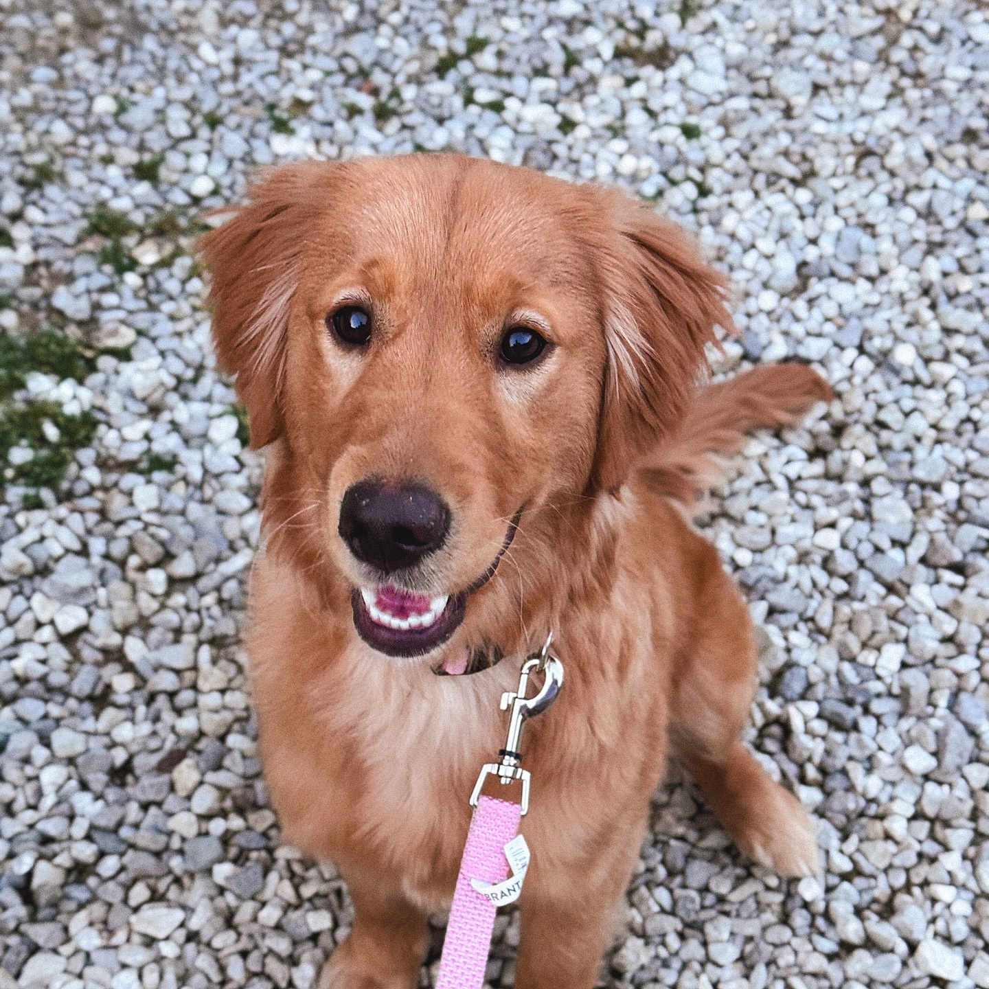 Piper Rayne is registered to the contest to win money with this photo: accessories, animal, canine, cockerspaniel, collar, dog, goldenretriever, gravel, hound, jewelry, leash, necklace, path, pebble, pet, puppy, road, rock, slate, strap