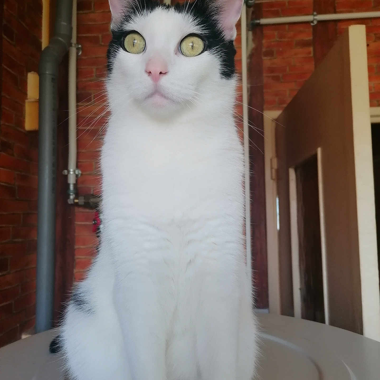 Nuage participe au concours pour gagner de l'argent avec cette photo : alert, animal, background, black_and_white, brick_wall, cat, curious, domestic_animal, ears, feline, fur, indoor, pet, pink_nose, pipes, portrait, sitting, table, urban, whiskers