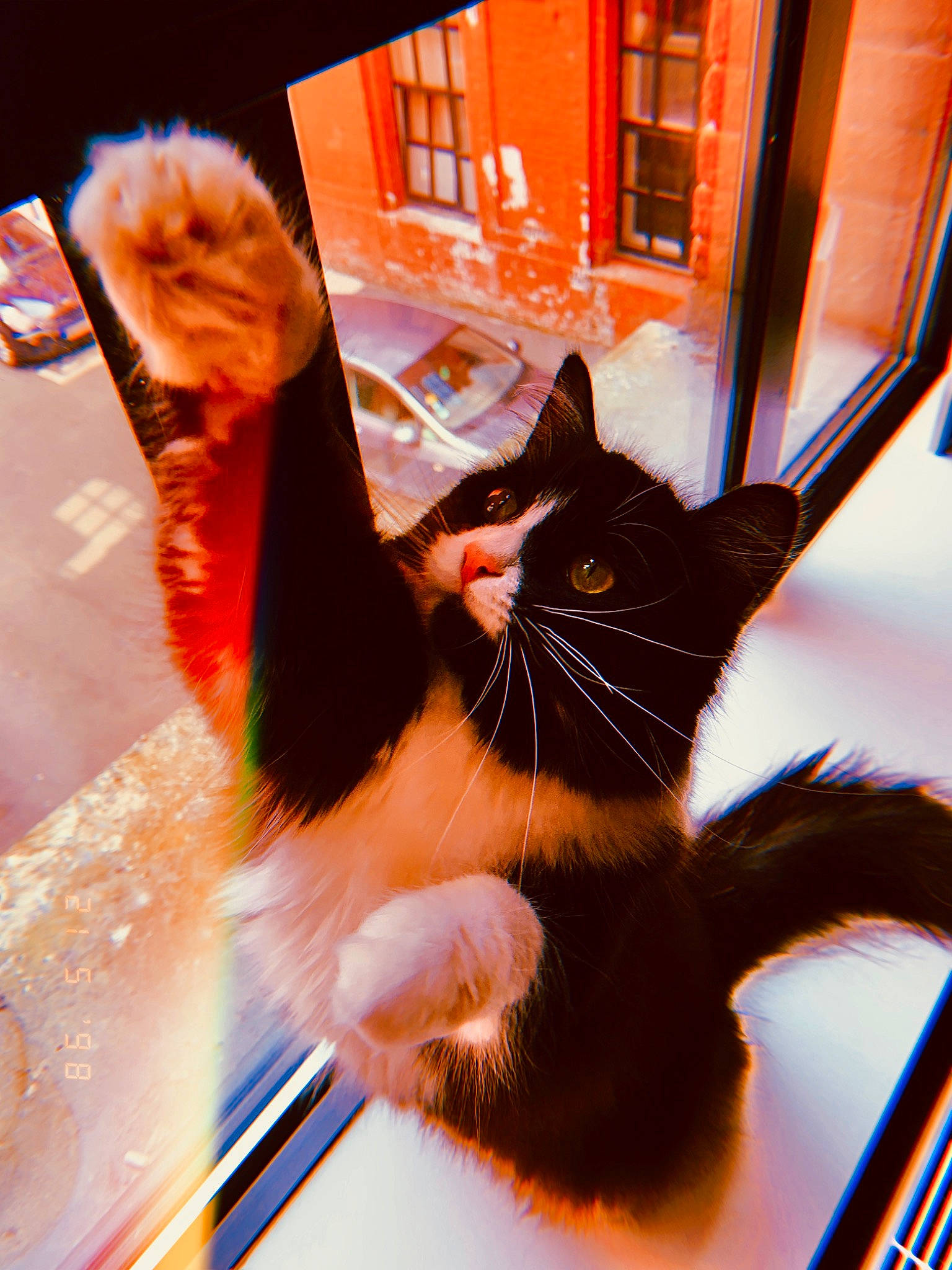 Pantha a rejoint le concours — aidez-le/la à gagner de superbes lots ! asian, carnivore, cat, eye, felidae, kitten, orange, paw, photography, small_to_medium_sized_cats, snapshot, tail, whiskers