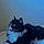 Pantha