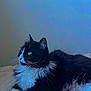 Pantha a rejoint le concours — aidez-le/la à gagner de superbes lots ! animal, art, cat, computer, computerhardware, computerkeyboard, couch, desktop, electronics, furniture, hardware, laptop, manx, mobilephone, monitor, pc, pet, phone, screen, tv