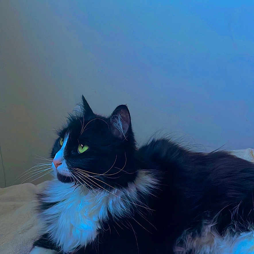 Pantha