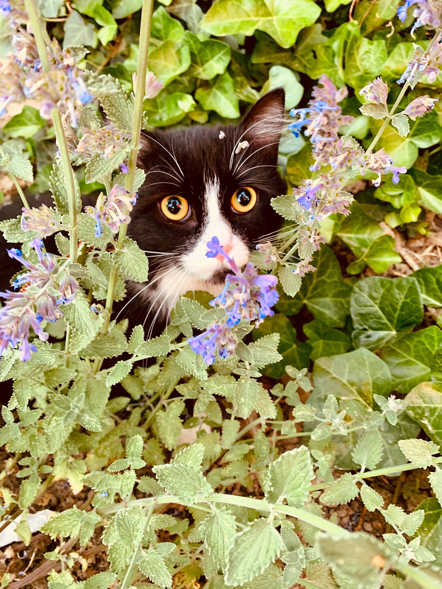 Pantha a rejoint le concours — aidez-le/la à gagner de superbes lots ! carnivore, cat, domestic_short_haired_cat, european_shorthair, fawn, felidae, flower, grass, groundcover, kitten, leaf, plant, small_to_medium_sized_cats, spring, whiskers, wildflower