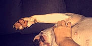 Kenza participe au concours pour gagner de l'argent avec cette photo : arm, canidae, cat, cloud, ear, elbow, finger, flesh, foot, gesture, hand, human_body, human_leg, joint, leg, muscle, paw, skin, sleep, wrist