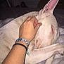 Kenza a rejoint le concours — aidez-le/la à gagner de superbes lots ! bull_terrier, bull_terrier_miniature, canidae, carnivore, dog, dog_breed, ear, fawn, french_bulldog, hand, non_sporting_group, nose, snout