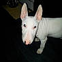 Kenza participe au concours pour gagner de l'argent avec cette photo : bull_and_terrier, bull_terrier, bull_terrier_miniature, canidae, carnivore, dog, dog_breed, ear, english_white_terrier, fawn, gull_terr, mammal, non_sporting_group, nose, old_english_terrier, rare_breed_dog, snout, terrier, vertebrate, whiskers