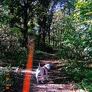 Kenza participe au concours pour gagner de l'argent avec cette photo : biome, branch, canidae, dog, fawn, forest, grove, jungle, leaf, natural_environment, nature_reserve, old_growth_forest, plant, sporting_group, spring, sunlight, temperate_broadleaf_and_mixed_forest, tree, woodland, woody_plant