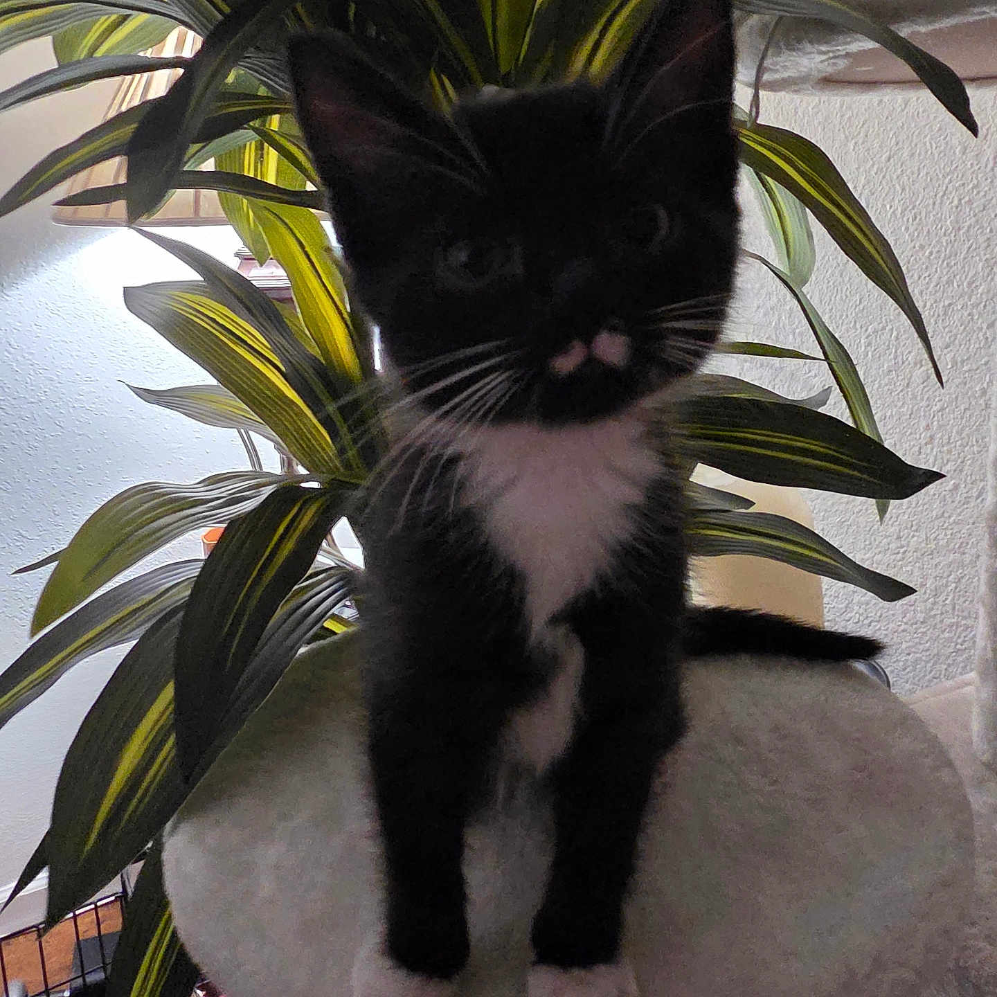 Ying is registered to the contest to win money with this photo: animal, black_and_white, cat, cat_tree, curious, cute, domestic_animal, feline, fur, home, houseplant, indoor, kitten, mammal, paws, pet, pet_accessory, tuxedo_cat, whiskers, young