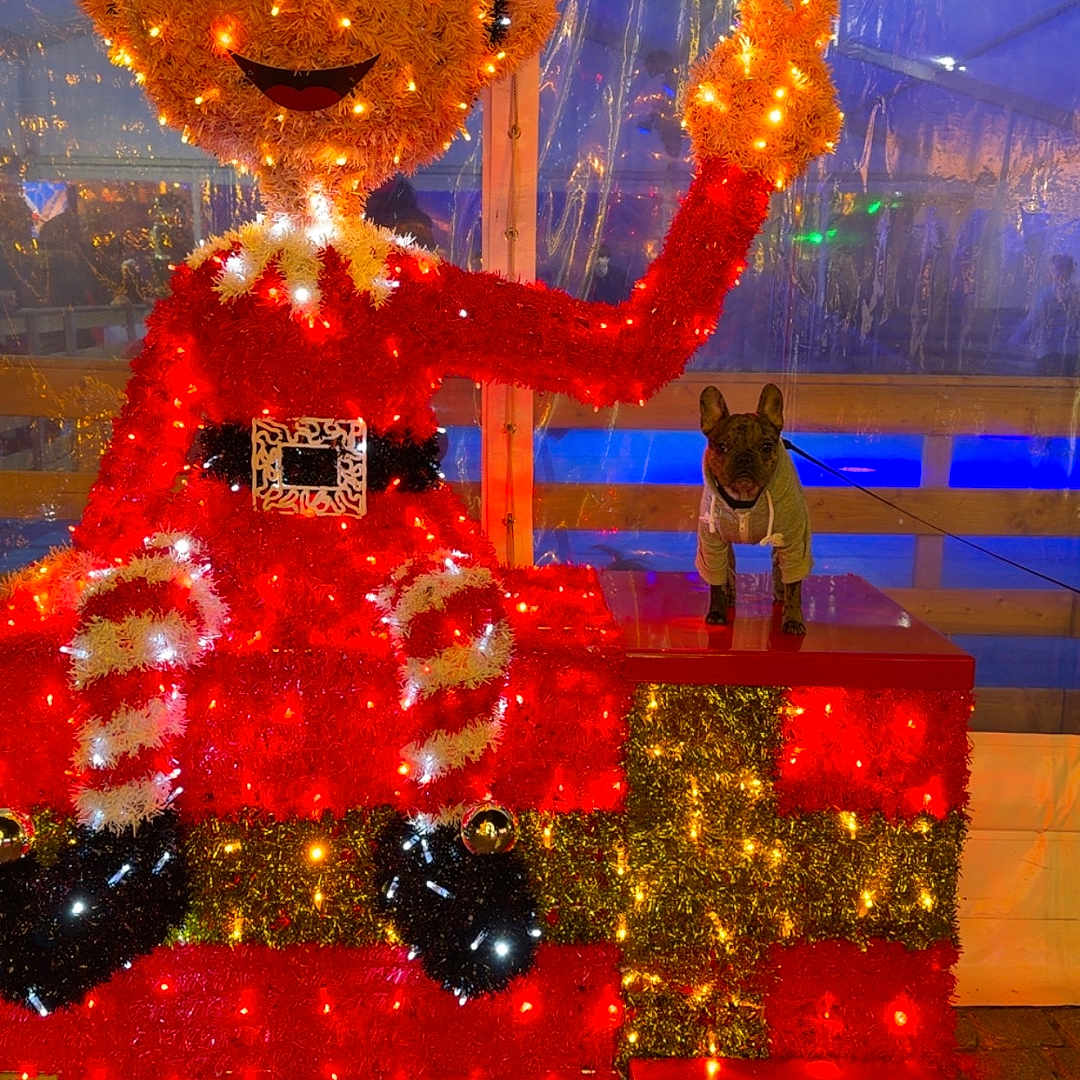 Appy participe au concours pour gagner de l'argent avec cette photo : animal, black, celebration, cobblestone, decorative, dog, festive, holiday_decoration, hoodie, indoor, lights, peace_sign, platform, red, reflection, smiling, tent, white, winking_face, yellow