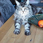 Saiko participe au concours pour gagner de l'argent avec cette photo : animal, bowl, cat, close_up, domestic_cat, eyes, face, feline, fruit, fur, indoor, long_hair, maine_coon_cat, paw, peach, pet, relaxed, sitting, table, wooden_table