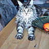 animal, bowl, cat, close_up, domestic_cat, eyes, face, feline, fruit, fur, indoor, long_hair, maine_coon_cat, paw, peach, pet, relaxed, sitting, table, wooden_table
