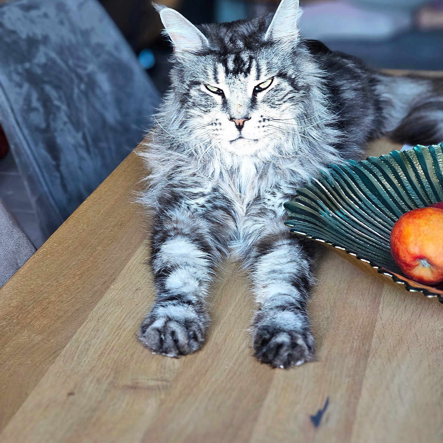 Saiko participe au concours pour gagner de l'argent avec cette photo : animal, bowl, cat, close_up, domestic_cat, eyes, face, feline, fruit, fur, indoor, long_hair, maine_coon_cat, paw, peach, pet, relaxed, sitting, table, wooden_table