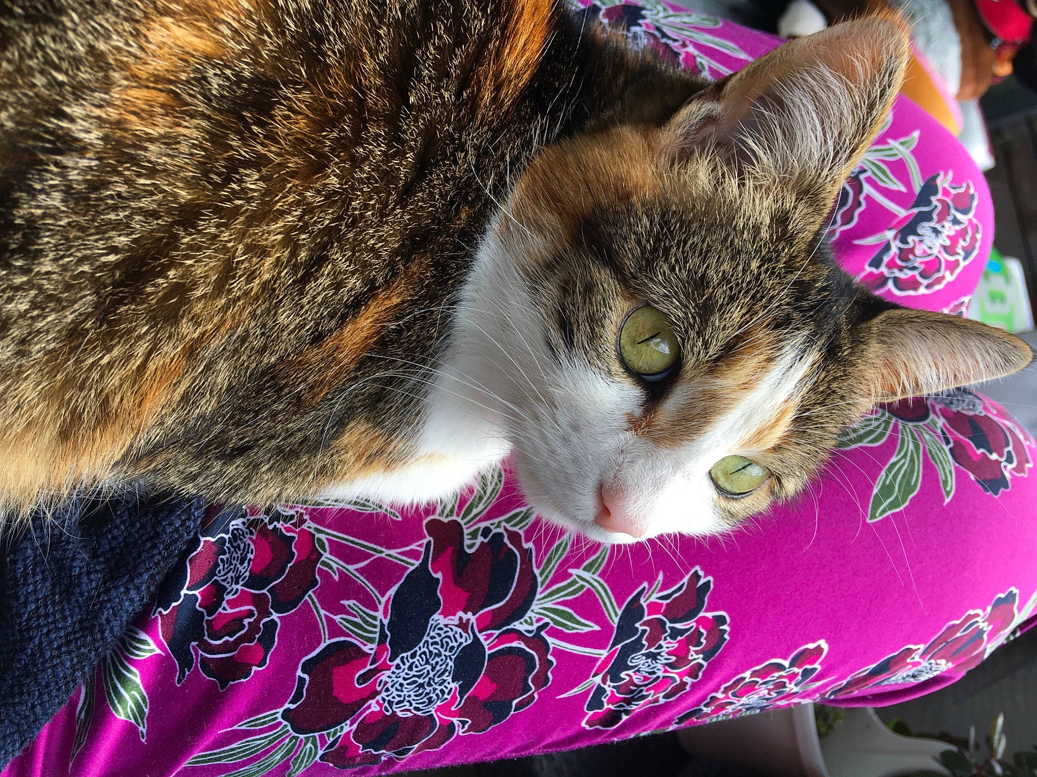 Emeraude a rejoint le concours — aidez-le/la à gagner de superbes lots ! carnivore, cat, domestic_short_haired_cat, felidae, fur, grass, human_leg, magenta, nap, pattern, paw, plant, sitting, sleep, small_to_medium_sized_cats, snout, tail, tree, whiskers, wildlife