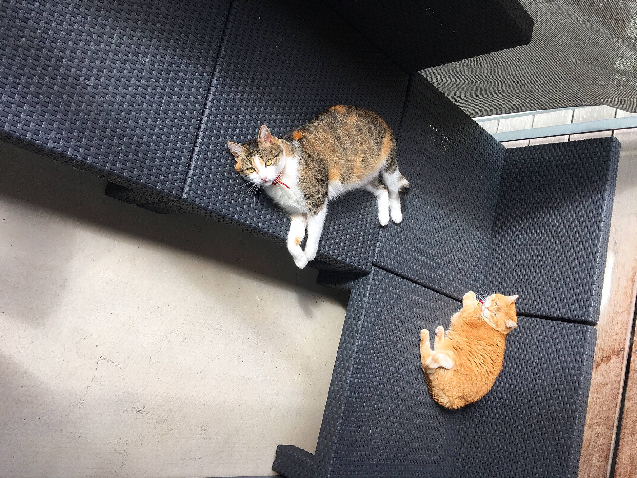 Emeraude participe au concours pour gagner de l'argent avec cette photo : automotive_lighting, canidae, carnivore, cat, claw, domestic_short_haired_cat, fawn, felidae, fur, linens, muroidea, paw, rodent, small_to_medium_sized_cats, stuffed_toy, tail, tree, whiskers, wildlife, wood