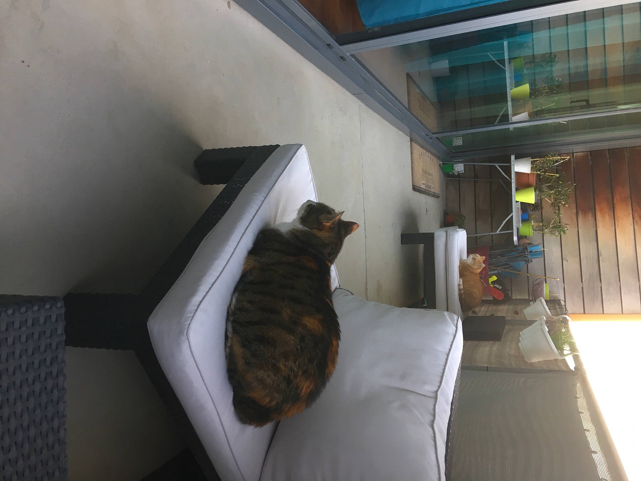 Emeraude a rejoint le concours — aidez-le/la à gagner de superbes lots ! bed, bedroom, building, carnivore, cat, ceiling, comfort, domestic_short_haired_cat, felidae, floor, flooring, fur, furniture, grey, hardwood, room, small_to_medium_sized_cats, tail, whiskers, wood