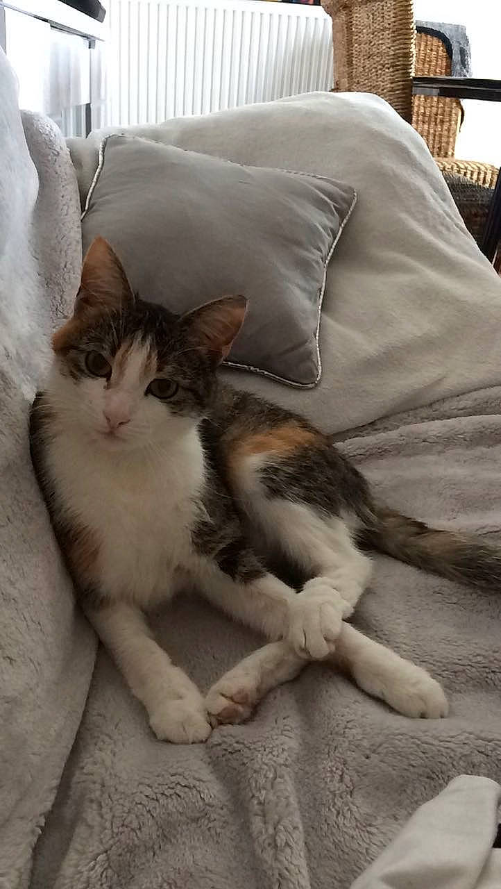 Emeraude a rejoint le concours — aidez-le/la à gagner de superbes lots ! bed, bed_sheet, bedding, carnivore, cat, claw, comfort, domestic_short_haired_cat, duvet, felidae, fur, grey, linens, paw, pillow, sand, small_to_medium_sized_cats, tail, throw_pillow, whiskers