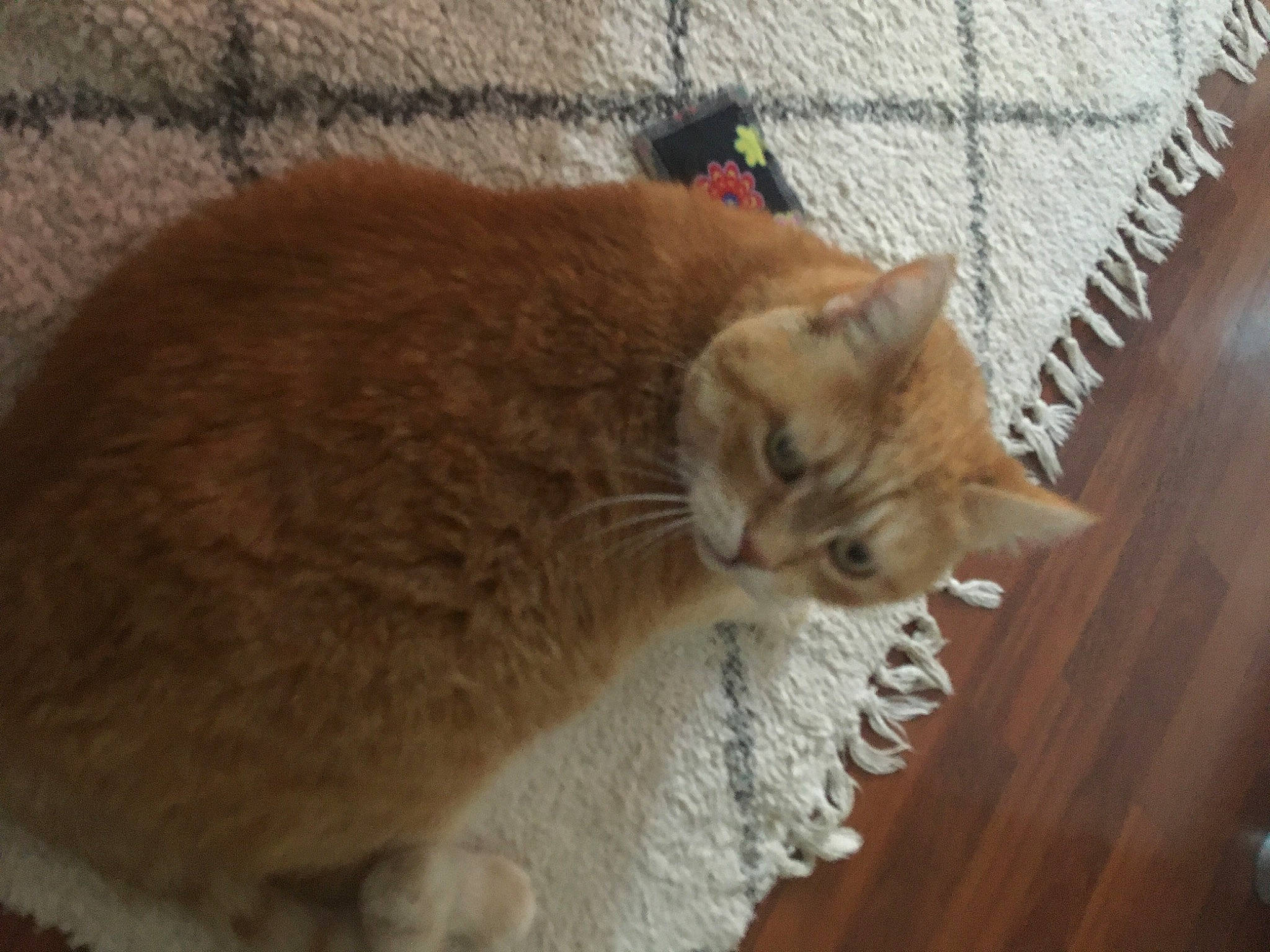 Pimkie a rejoint le concours — aidez-le/la à gagner de superbes lots ! animal_shelter, carnivore, cat, cat_supply, claw, comfort, domestic_short_haired_cat, fawn, felidae, flooring, fur, hardwood, paw, pet_supply, small_to_medium_sized_cats, tail, terrestrial_animal, whiskers, wood, wood_flooring