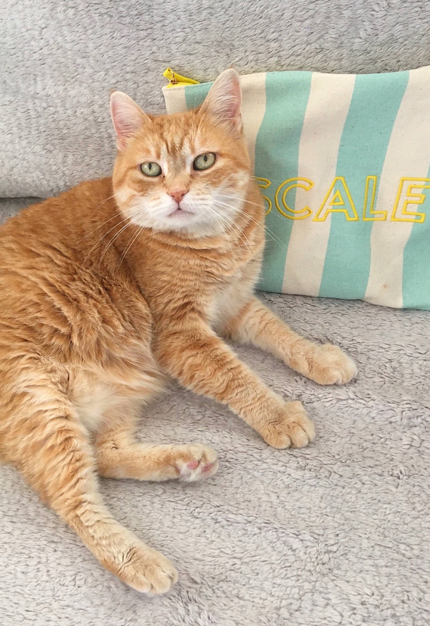 Pimkie a rejoint le concours — aidez-le/la à gagner de superbes lots ! carnivore, cat, claw, domestic_short_haired_cat, eye, fawn, felidae, foot, fur, linens, mammal, paw, sitting, small_to_medium_sized_cats, snout, tail, terrestrial_animal, tree, whiskers, wildlife