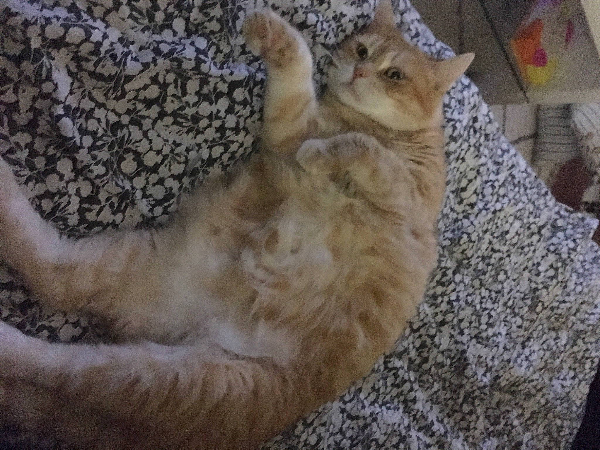 Pimkie participe au concours pour gagner de l'argent avec cette photo : big_cats, canidae, carnivore, cat, claw, comfort, dog_breed, domestic_short_haired_cat, fawn, felidae, fur, nap, paw, sleep, small_to_medium_sized_cats, snout, sporting_group, tail, whiskers, wildlife