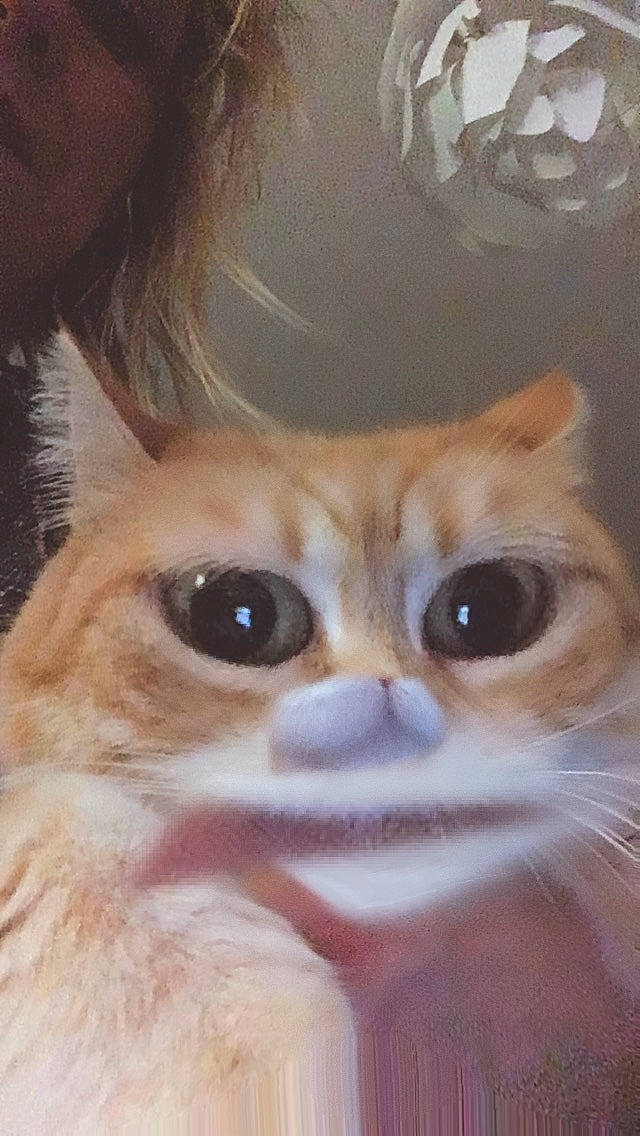 Pimkie a rejoint le concours — aidez-le/la à gagner de superbes lots ! balinese, carnivore, cat, close_up, companion_dog, domestic_short_haired_cat, ear, eyelash, fawn, felidae, fur, nose, paw, photo_caption, small_to_medium_sized_cats, snout, surprised, terrestrial_animal, whiskers