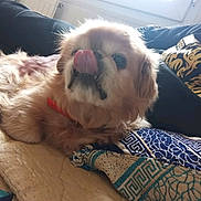 Guizmo participe au concours pour gagner de l'argent avec cette photo : dog, tongue_out, red_collar, cushion, patterned_textile, indoor, window, blanket, resting, pet, fur, cozy, light, home, animal, cute, lying_down, closeup, tongue, relaxed