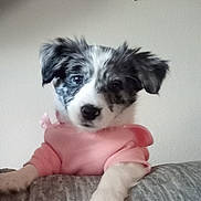 Bella joined the competition — help win amazing prizes! puppy, dog, pink_sweater, indoor, cute, pet, young_dog, floppy_ears, speckled_fur, gray_surface, wall, star_decoration, curious, animal, mammal, portrait, closeup, furry, adorable, domestic_animal
