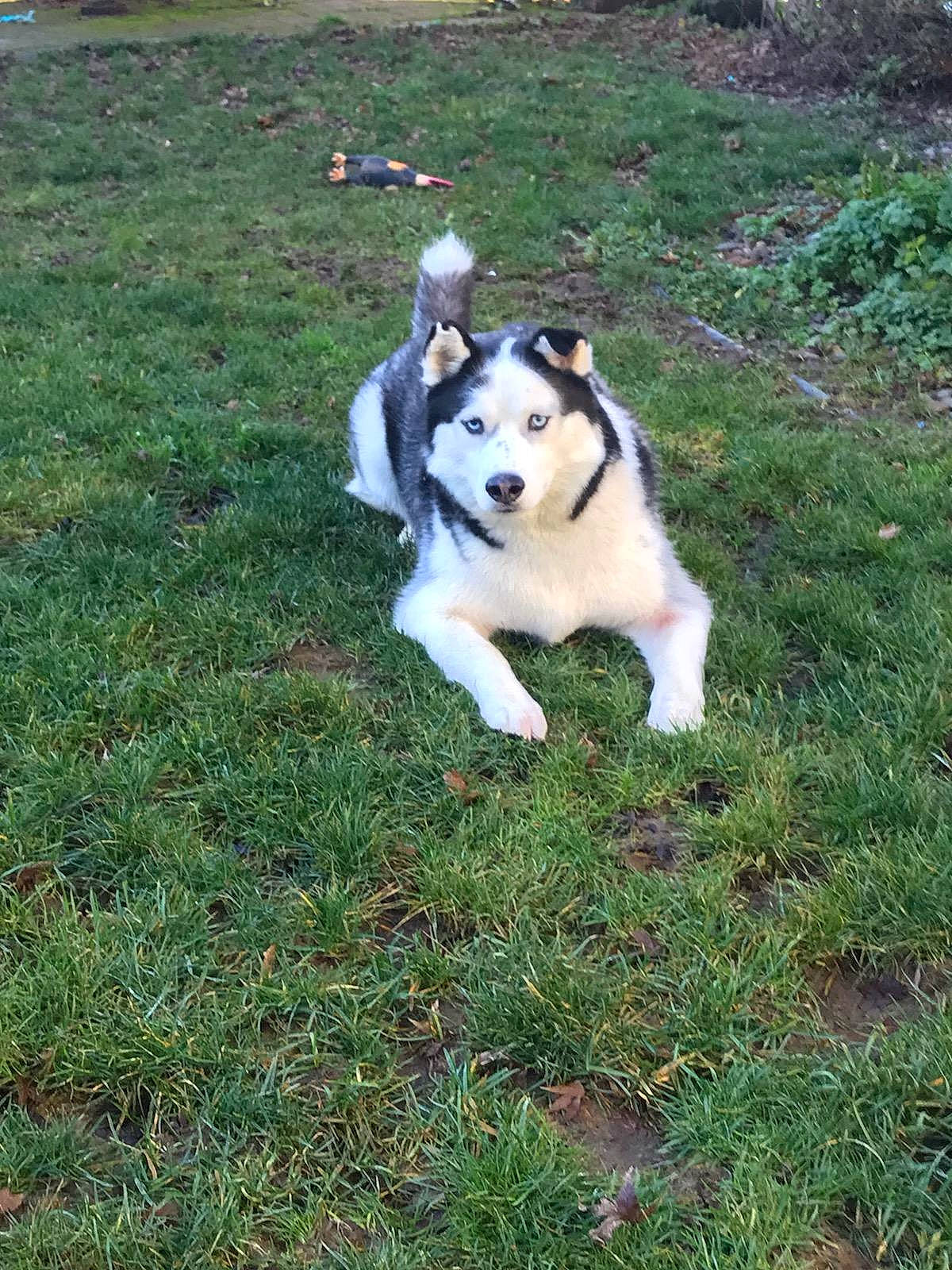 Odin joined the competition — help win amazing prizes! carnivore, companion_dog, dog, dog_breed, fawn, grass, groundcover, herding_dog, lawn, non_sporting_group, plant, recreation, siberian_husky, sled_dog, snout, tail, terrestrial_animal, tree, working_animal, working_dog