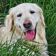 Precy participe au concours pour gagner de l'argent avec cette photo : dog, golden_retriever, tongue_out, grass, outdoor, pet, canine, happy, nature, animal, fur, smile, tongue, greenery, close_up, muzzle, ears, relaxed, summer, playful