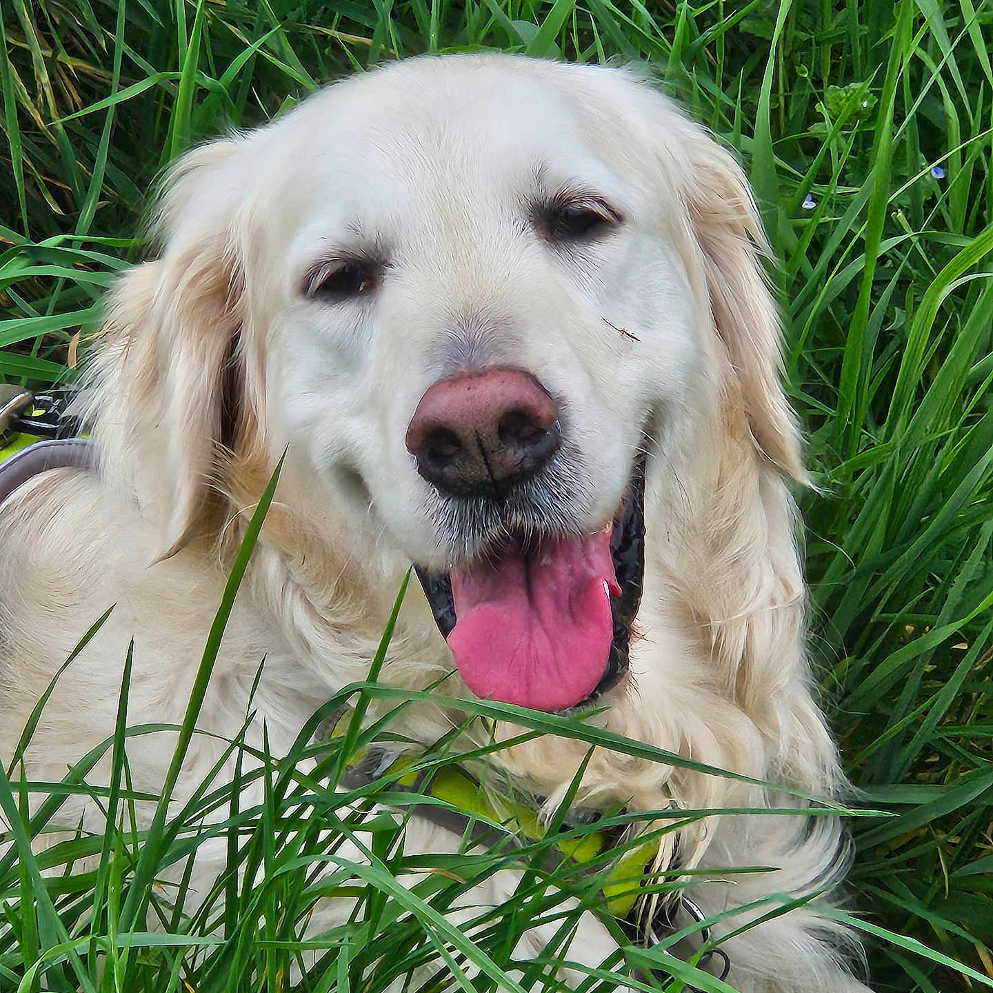 Precy participe au concours pour gagner de l'argent avec cette photo : dog, golden_retriever, tongue_out, grass, outdoor, pet, canine, happy, nature, animal, fur, smile, tongue, greenery, close_up, muzzle, ears, relaxed, summer, playful