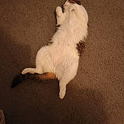 Winston is registered to the contest to win money with this photo: animal, belly_up, carpet, cat, chubby_cat, closeup, cozy, cute, feline, fur, home, indoor, lying_down, nap, paws, pet, relaxed, sleeping, tail, whiskers