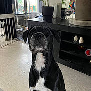 Rafale a rejoint le concours — aidez-le/la à gagner de superbes lots ! animal, black_dog, cabinet, curtain, decor, dog, ears, eyes, floor, furniture, home, indoor, looking_up, nose, pet, plant, sitting, sunlight, white_markings, window