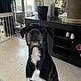 animal, black_dog, cabinet, curtain, decor, dog, ears, eyes, floor, furniture, home, indoor, looking_up, nose, pet, plant, sitting, sunlight, white_markings, window