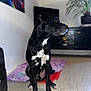 Rafale a rejoint le concours — aidez-le/la à gagner de superbes lots ! animal, black_dog, cabinet, canine, curious, decor, dog, domestic, floor, furniture, home, indoor, looking_away, mat, painting, pet, plant, sitting, wall, white_patches