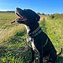 Rafale participe au concours pour gagner de l'argent avec cette photo : animal, black_dog, canine, collar, daytime, dog, ears, field, grass, green_harness, happy, muzzle, nature, open_mouth, outdoor, pet, sitting, sky, sunny, tongue_out
