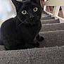 animal, black_cat, blurred_background, carpet, cat, close_up, curious, domestic_cat, ears, feline, floor, home_interior, indoor, looking_up, paws, pet, sitting, staircase, whiskers, wide_eyes