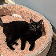 Thor And Odin is registered to the contest to win money with this photo: animal, black_cat, carpet, cat, cat_bed, corner, cozy, curious, domestic, feline, fur, indoor, pet, plush_bed, relaxing, resting, tail, wall, whiskers, wide_eyes