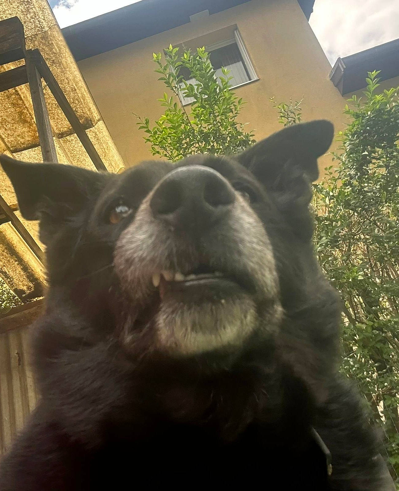 Bidibule a rejoint le concours — aidez-le/la à gagner de superbes lots ! canidae, carnivore, companion_dog, dog, dog_breed, fawn, felidae, fur, grass, jaw, mammal, snout, sporting_group, terrestrial_animal, tree, vertebrate, whiskers, wildlife, window, working_animal