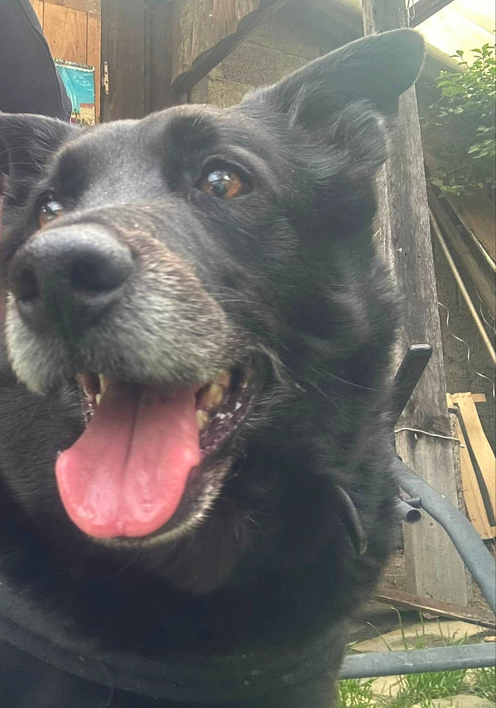 Bidibule a rejoint le concours — aidez-le/la à gagner de superbes lots ! canidae, carnivore, companion_dog, dog, dog_breed, fur, non_sporting_group, snout, sporting_group, terrestrial_animal, whiskers, working_animal, working_dog