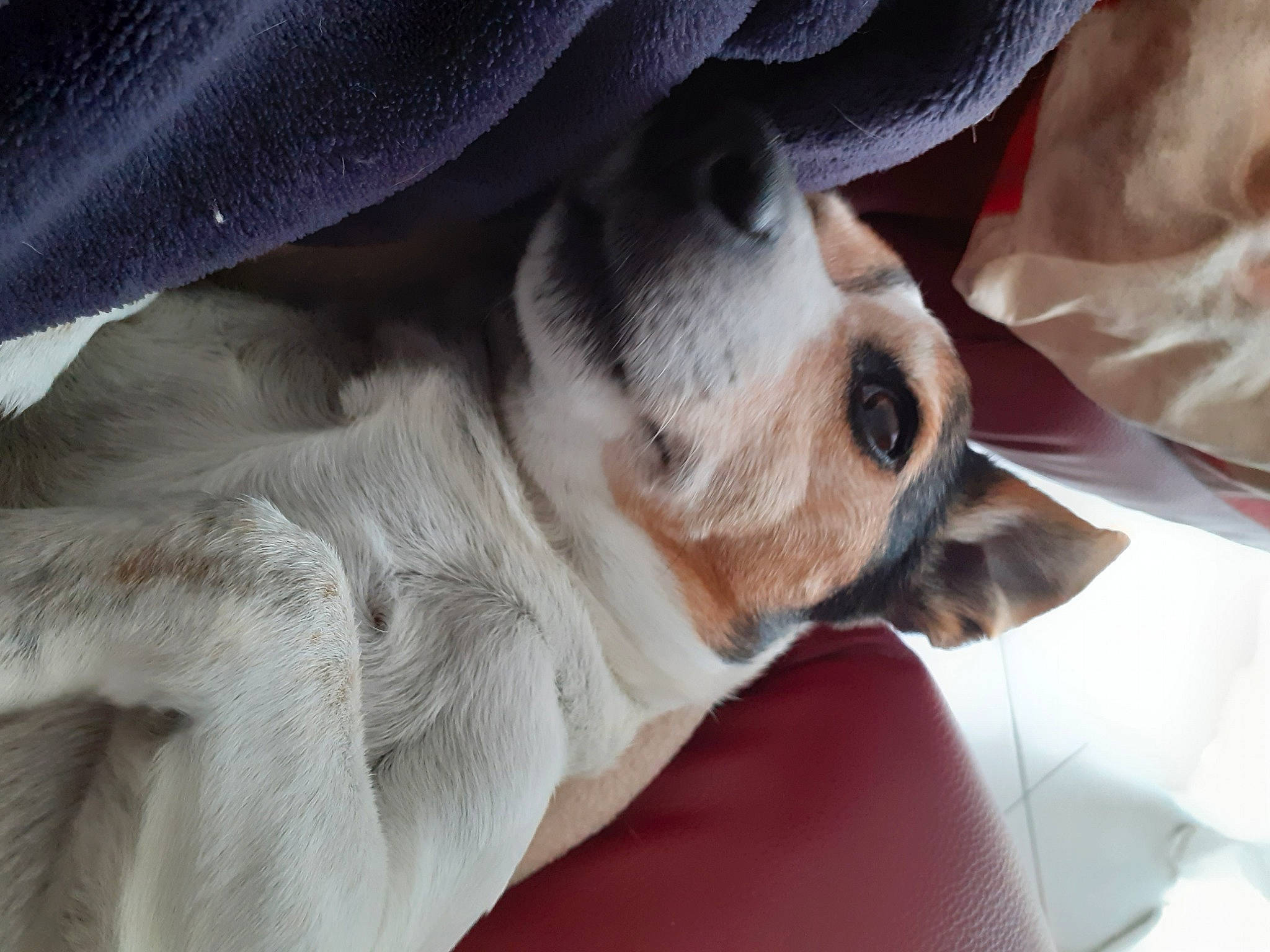 Despé participe au concours pour gagner de l'argent avec cette photo : canidae, carnivore, companion_dog, dog, dog_breed, ear, fawn, nose, puppy, puppy_love, snout, sporting_group