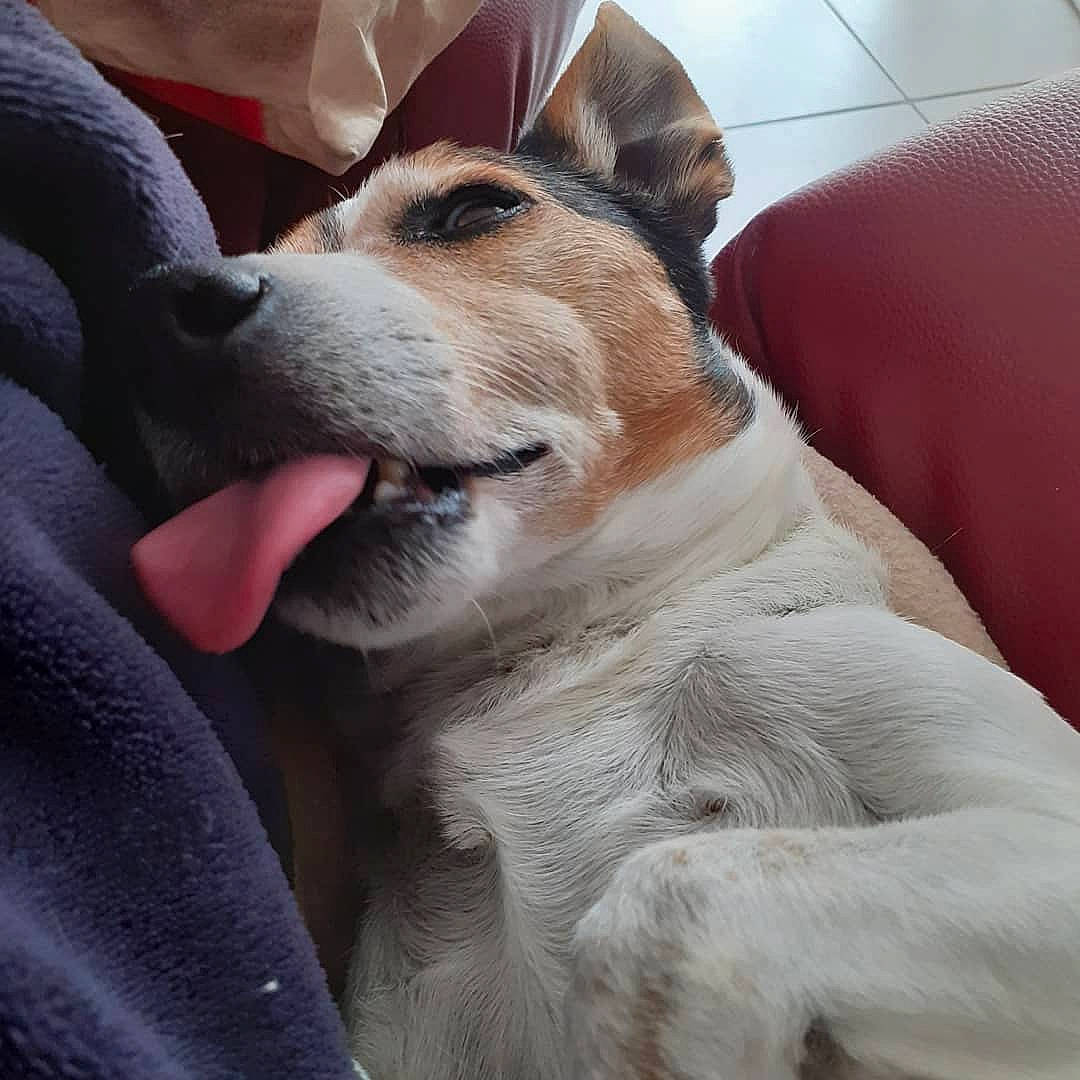 Despé a rejoint le concours — aidez-le/la à gagner de superbes lots ! ancient_dog_breeds, canidae, carnivore, companion_dog, dog, dog_breed, fawn, mammal, rare_breed_dog, russell_terrier, snout, vertebrate, whiskers