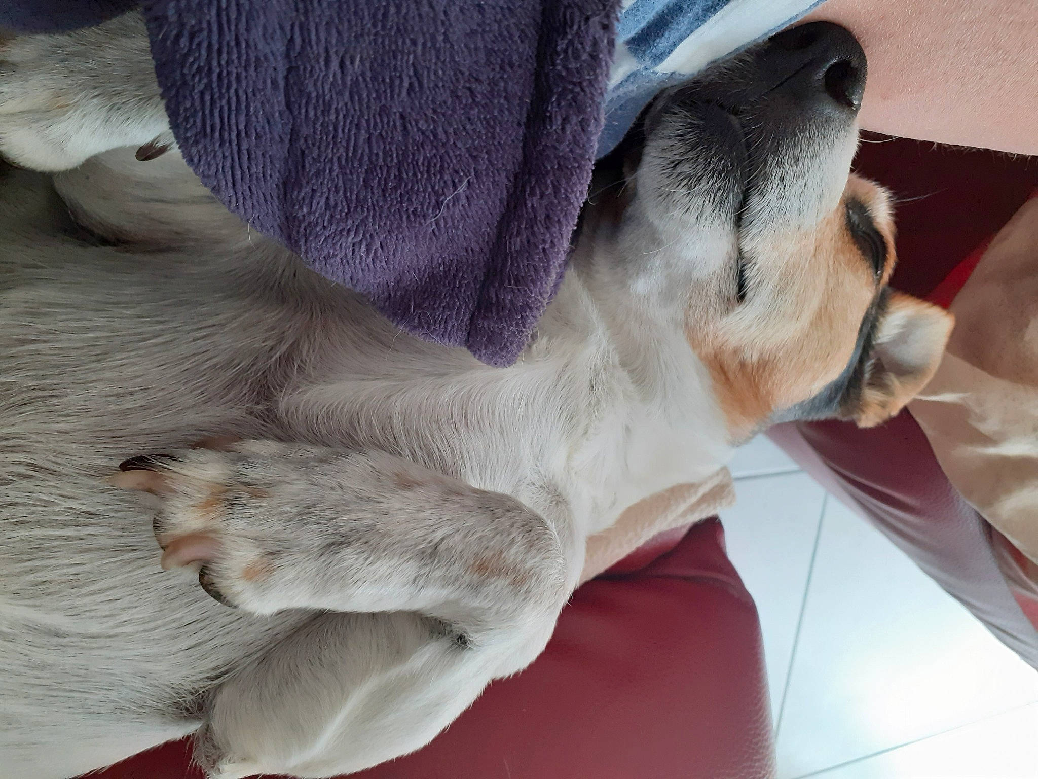 Despé a rejoint le concours — aidez-le/la à gagner de superbes lots ! canidae, carnivore, companion_dog, dog, dog_breed, ear, fawn, fur, nap, nose, paw, puppy, puppy_love, snout, sporting_group