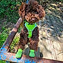 Beef Wellington is registered to the contest to win money with this photo: adventure, animal, brown_dog, canine, cute, dog, fur, grass, green_booties, green_harness, nature, outdoor, pet, playful, puppy, rusty_metal, standing, sunlight, trees, wooden_planks