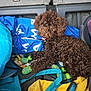 Beef Wellington is registered to the contest to win money with this photo: animal, bag, blue_bag, brown_dog, car_interior, cozy, curly_fur, dog, fur, green_booties, indoor, luggage, paw_booties, pet, pet_accessory, playful, resting, seat, tongue_out, yellow_towel