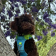 Beef Wellington is registered to the contest to win money with this photo: animal, background, blue_harness, branch, brown_dog, canine, curly_fur, dog, flora, fur, green_harness, harness, leaf, nature, outdoor, pet, purple_flowers, tree, tree_trunk, vibrant