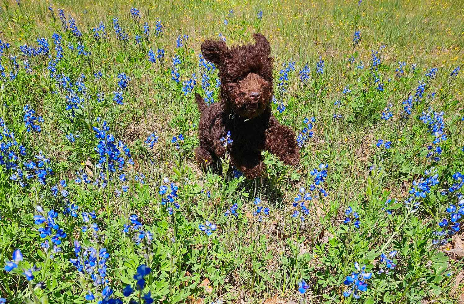 Beef Wellington joined the competition — help win amazing prizes! animal, blue_flowers, brown_dog, canine, daylight, dog, ears_flopping, field, fur, grass, greenery, happy, nature, outdoor, pet, playful, running, spring, sunny, wildflowers