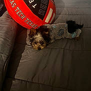 Lexi joined the competition — help win amazing prizes! animal, bed, blanket, cozy, cute, dog, football_pillow, fur, home, indoor, lying_down, pet, pillow, red_raiders, relaxed, resting, sleepy, small_dog, sweater, texas_tech